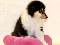 Colliewelpen Langhaar aus liebevoller Aufzucht seit 2009