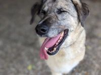 Dina – alte Dame sucht Herz zum Erobern