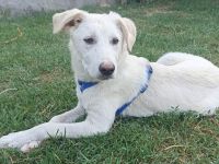 Snow - wartet darauf die Welt zu entdecken