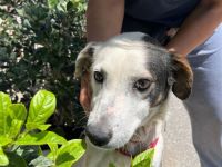 Sunny - unbeugsam und lebensfroh