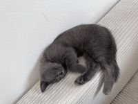 Britisch Kurzhaar Kitten (12 Wochen) abzugeben