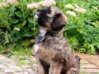 Tibet Terrier Welpe Mädchen mit Papiere