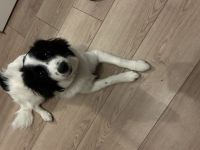 chico sucht ein neues zuhause