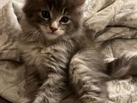 Main Coon Kitten - dringend Abzugeben