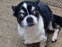 Chihuahua Jack russel mischling