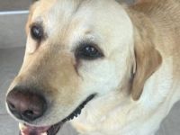 Leonardo, geb. ca.07/2019, lebt auf einer Pflegestelle in 53879 Euskirchen