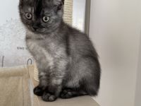Reinrassige BKH Kitten suchen neues zu Hause