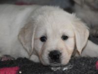 Golden Retriever Welpen