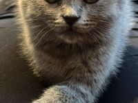 BKH Katze Blue abgabebereit