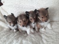 Sheltiewelpen mit ( VDH ) Papiere