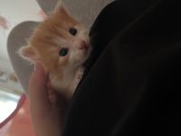 Babykatzen glückskatzen