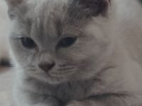 BKH Kitten in lilac und blue alte britische Linie Stammbaum