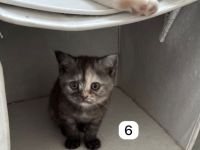 5 BKH Kitten reinrassig