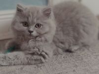 BLH  Kitten, lilac und blue, alter exzellenter Stammbaum