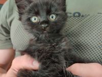 DEVON REX meets Britisch Kurzhaar   Fell weich wie ANGORA