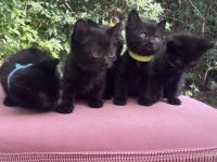 Zuckersüße Kitten suchen neues Zuhause