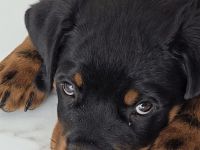 3,5 Monate alten Rottweiler-Welpen zu verkaufen