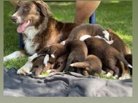 Australian Shepherd Welpen