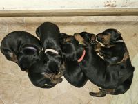 Dobermann Welpen geb.24.07.2024