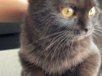 Süße Kätzchen sucht ein liebevolles zuhause