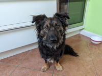 Rudi sucht ein neues Zuhause
