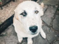 CAO Mittel-Asiatische Owcharka Alabay