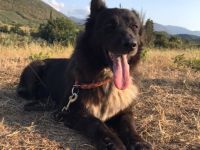 Almyra, 04/14  - einmal ein Zuhause...einmal geliebt werden... topfitte Seniorin sucht Zuhause