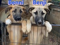 Benji und Benni, 07/23 - wollen die Welt entdecken