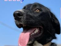 Bruno und Buddy, 10/22 – schlaue, verspielte, liebe Junghunde suchen ihre Menschen