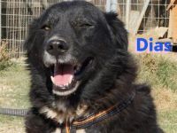 Dias, 10/19 – Kuschelbär sucht Kuschelkörbchen, ruhiger Begleiter sucht treue Menschen