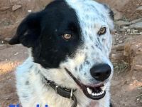 Flecki, 04/22 - möchte Ihr Freund fürs Leben werden!