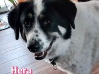 Hera und Mata, 09/23 - suchen wenn möglich ein gemeinsames Zuhause