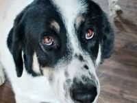 Hera, 09/23 - sucht ein ländliches Zuhause