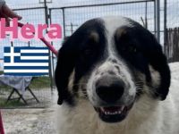 Hera und Mata, 09/23 - Lebensfreude pur, tolles Geschwisterpaar sucht seine Familie