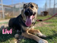 Livi, 02/22 – Traumschäfihündin sucht Traumzuhause