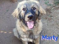 Marty, 04/23 –sanfter Wuschelbär sucht Familie