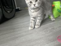 BKH KITTEN ABGABEBEREIT