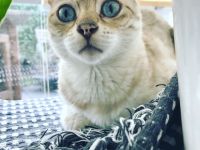 Kuschelige Bengalrentnerin sucht Endplatz