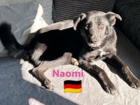 Naomi - liebe soziale Lacknase sucht Familie, gern mit Kinder und Katzen, wartet in 64756 Mossautal