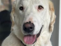 Perla, 05/22  – schneeweiße, schlaue Hündin mit sanftmütigem Charakter sucht ihr Körbchen