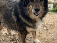 Rambo, 10/22 - kuscheliger als sein Name vermuten lässt, schlauer als im Film