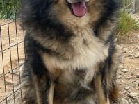 Rambo, 10/22 - kuscheliger als sein Name vermuten lässt, schlauer als im Film