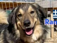 Rambo, 10/22 - kuscheliger als sein Name vermuten lässt, schlauer als im Film