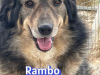 Rambo, 10/22 - kuscheliger als sein Name vermuten lässt, schlauer als im Film