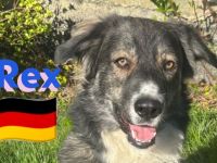 Rex 03/24 - liebevoller, sportlicher und schlauer Junghund mit Potenzial