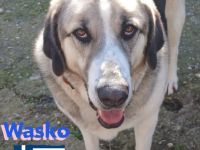 Wasko, 12/22 - kämpfte sich ins Leben und wäre nun froh über ein schönes Leben!