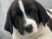 Tyrion, Tywin, Luwin, Sandor, geb. ca. 05/2024, GRIECHENLAND