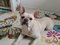 Freiatmende französische Bulldogge als Deckrüde