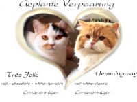 Cattery of Lordly-Paws-Castle Wurf - Planung BKH & BLH