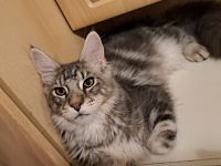 Reinrassige maine coon